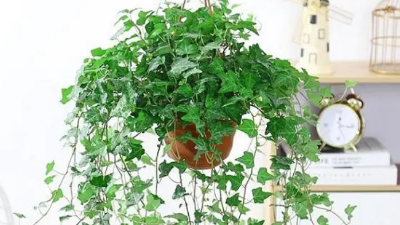 適合新房裝修后的綠植，好看還能除甲醛，附帶其習(xí)性攻略?、? /></a></dt>
                        <dd>
                            <h4><a class=